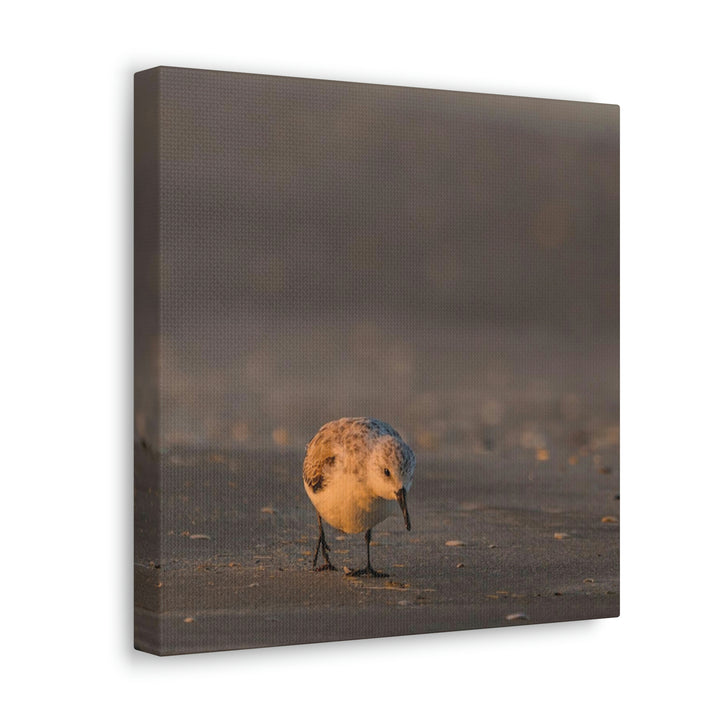 Feeding Sanderling - Canvas