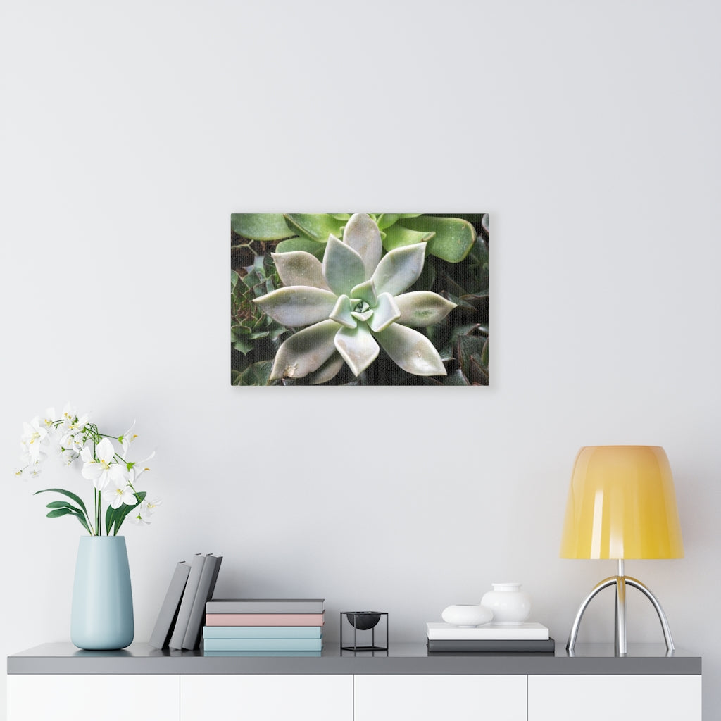 Succulent - Array - Canvas