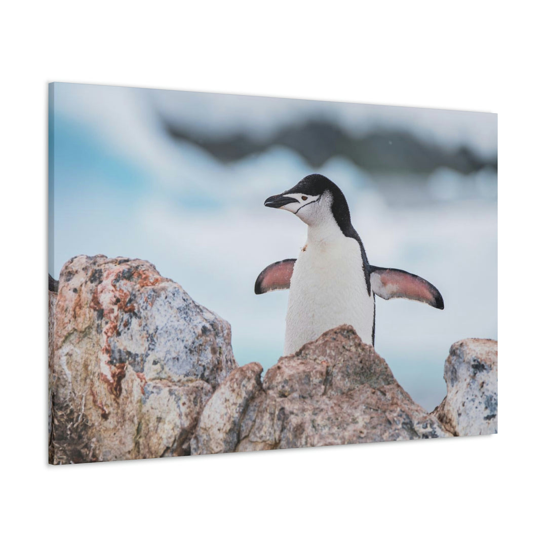 Stretched Penguin - Canvas