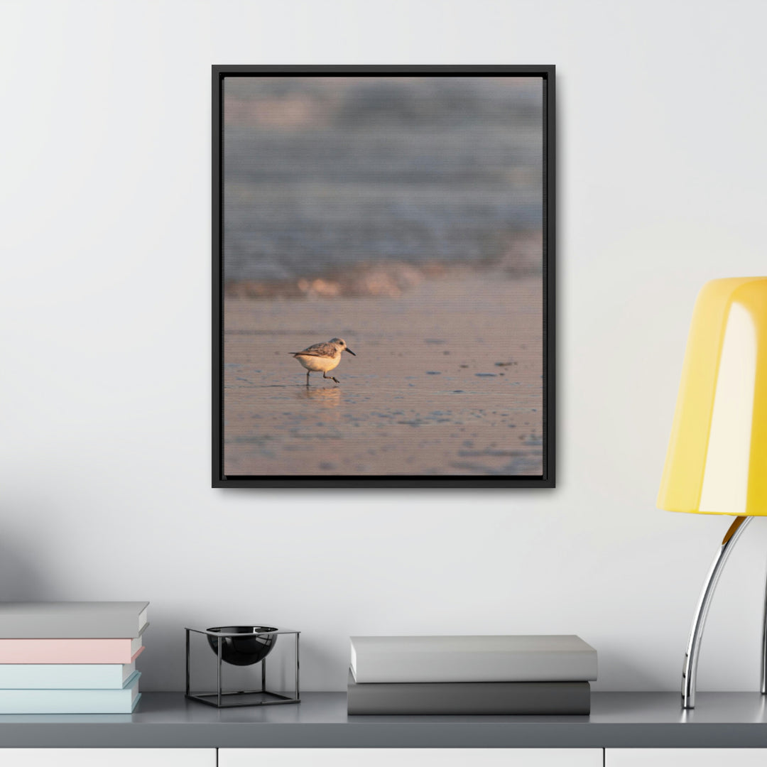 Sanderling in Soft Dusk Light - Canvas with Frame