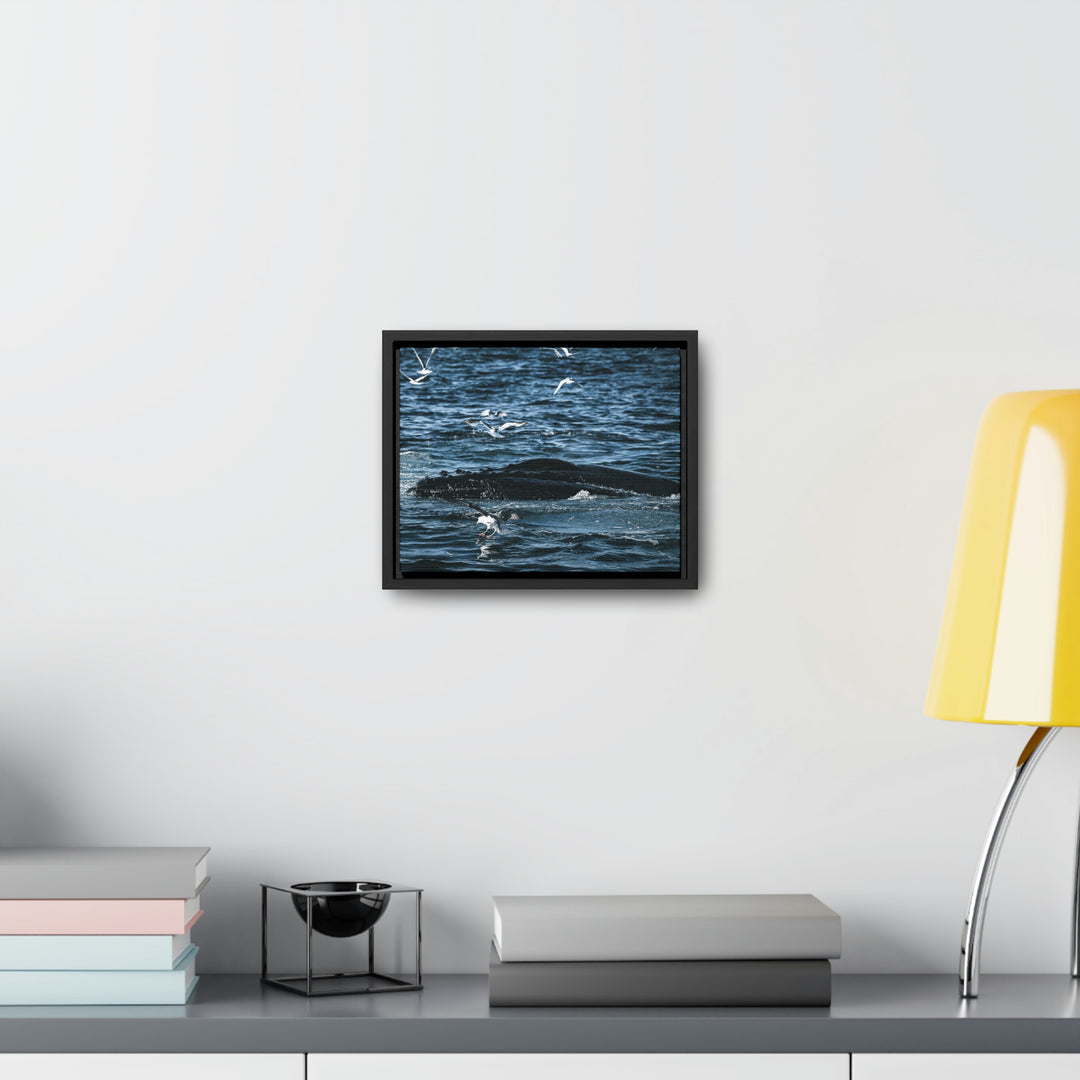 Humpback Hello - Canvas with Frame