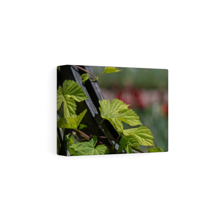 Ivy-Covered Fence - Canvas