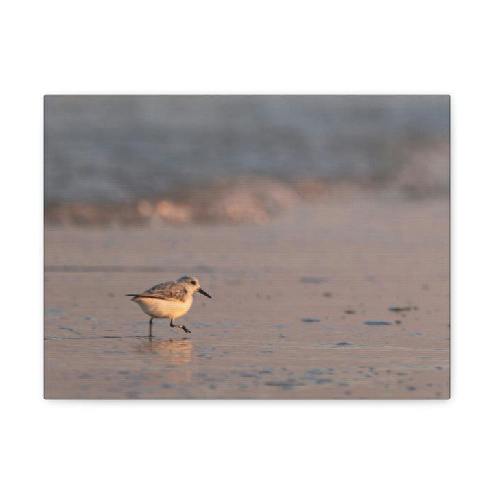 Sanderling in Soft Dusk Light - Canvas