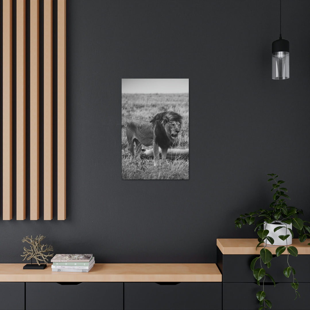 Mating Lions in Black and White - Canvas