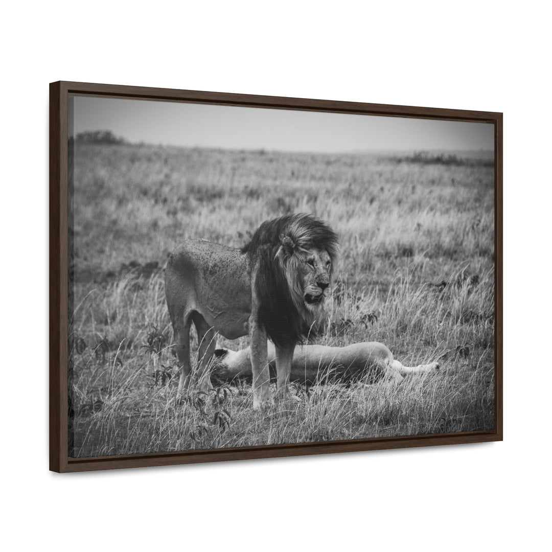 Mating Lions in Black and White - Canvas with Frame