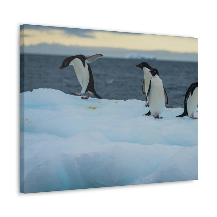 Penguin Dance - Canvas