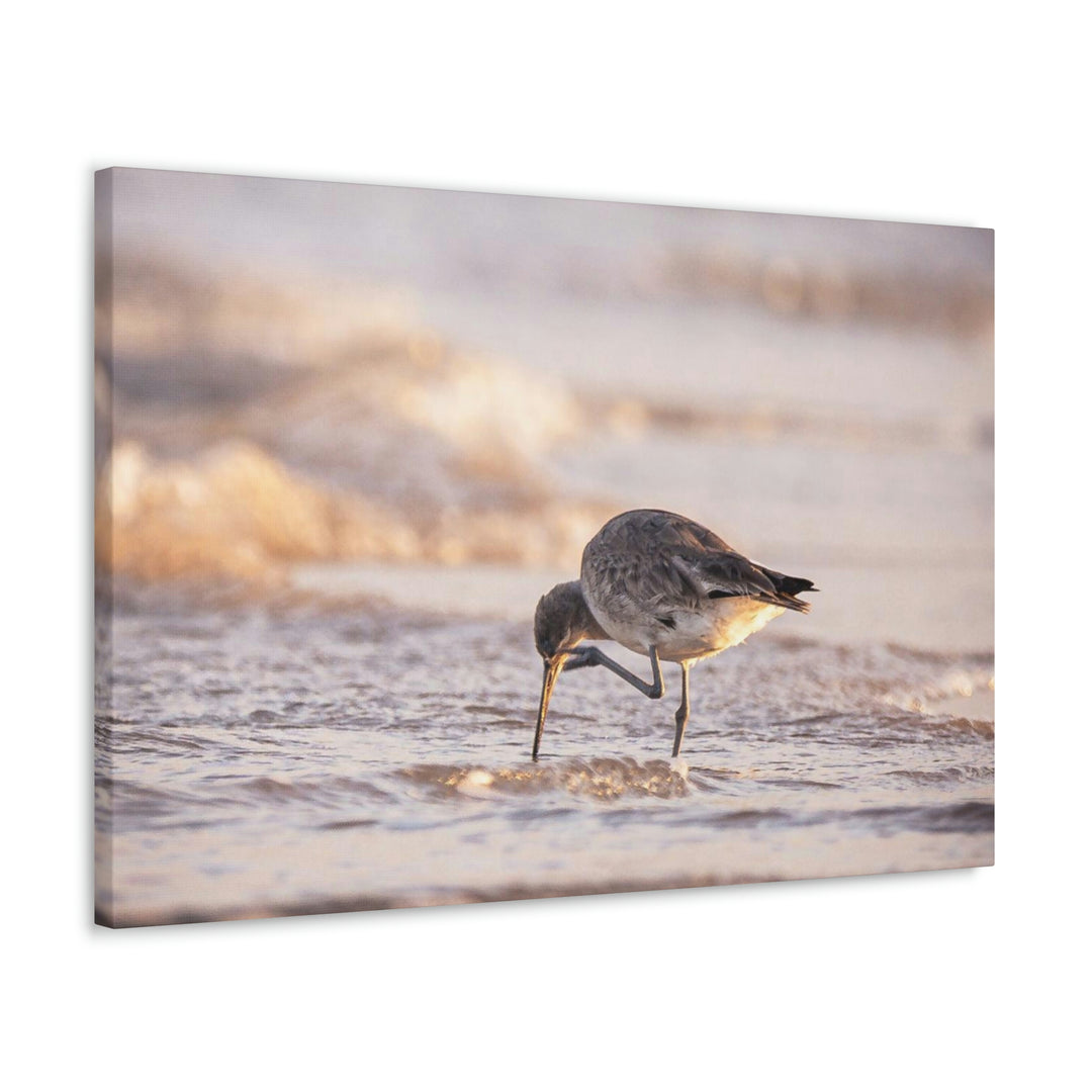 Willet Itch - Canvas