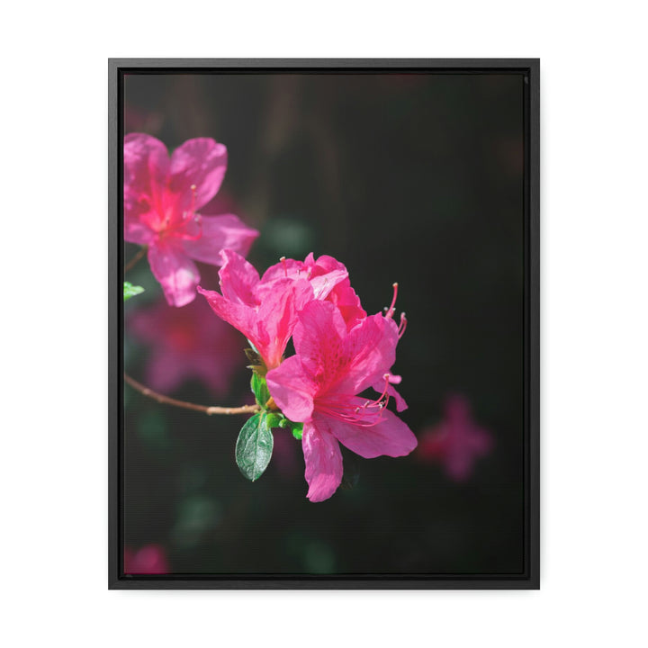 Standout Azalea - Canvas with Frame - Visiting This World