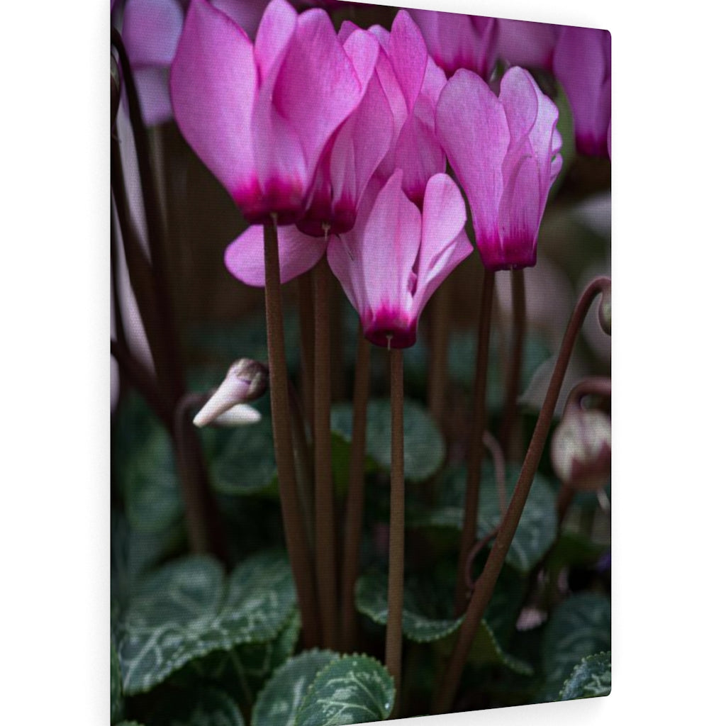 Cyclamen Reach - Canvas