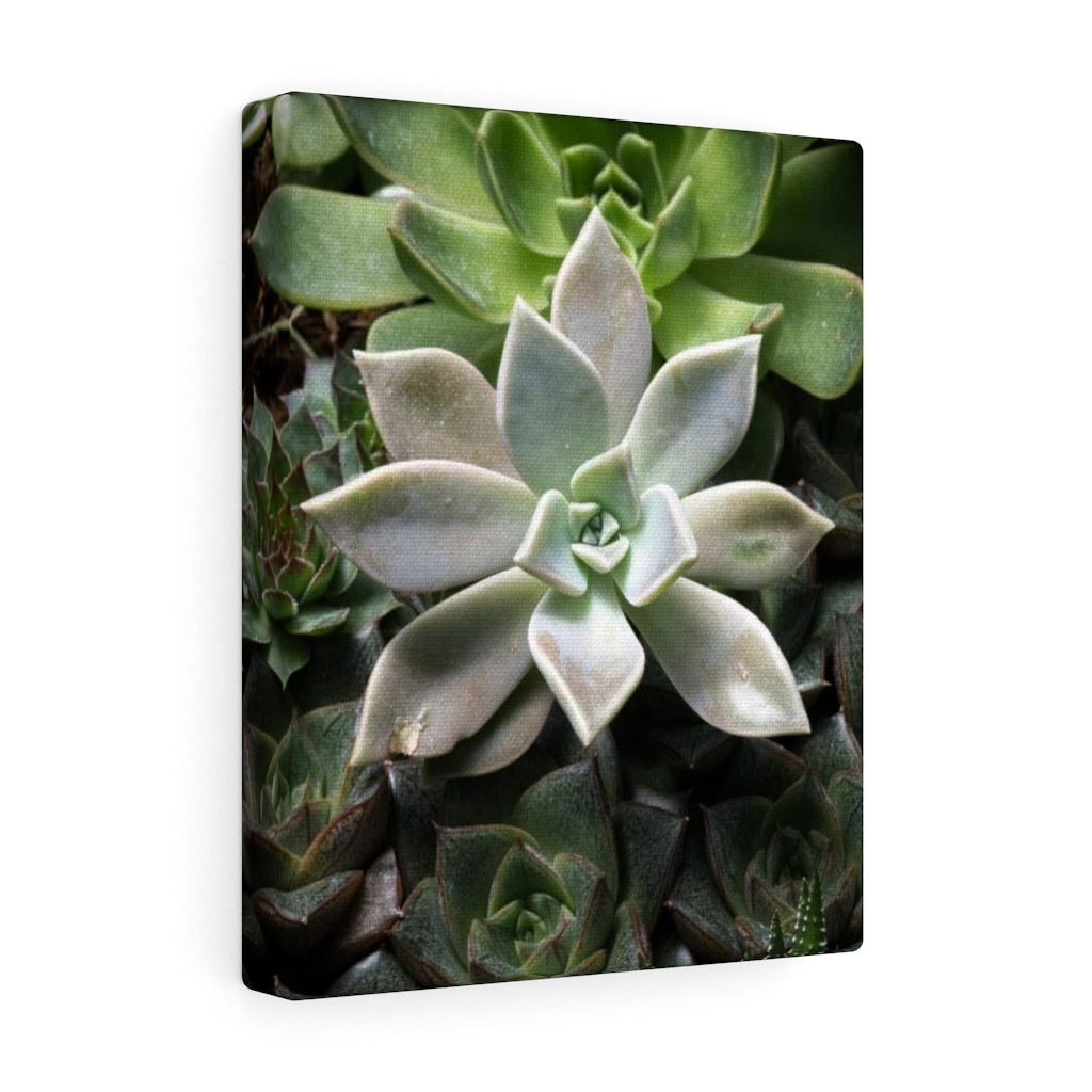 Succulent - Array - Canvas