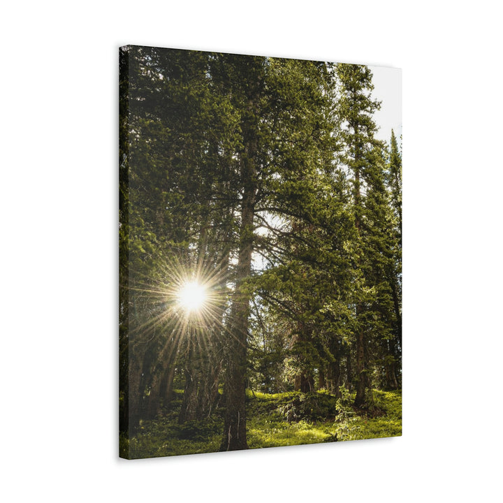 Forest Light - Canvas