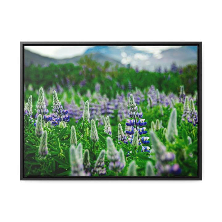 Glowing Lupin with Mountains - Canvas with Frame