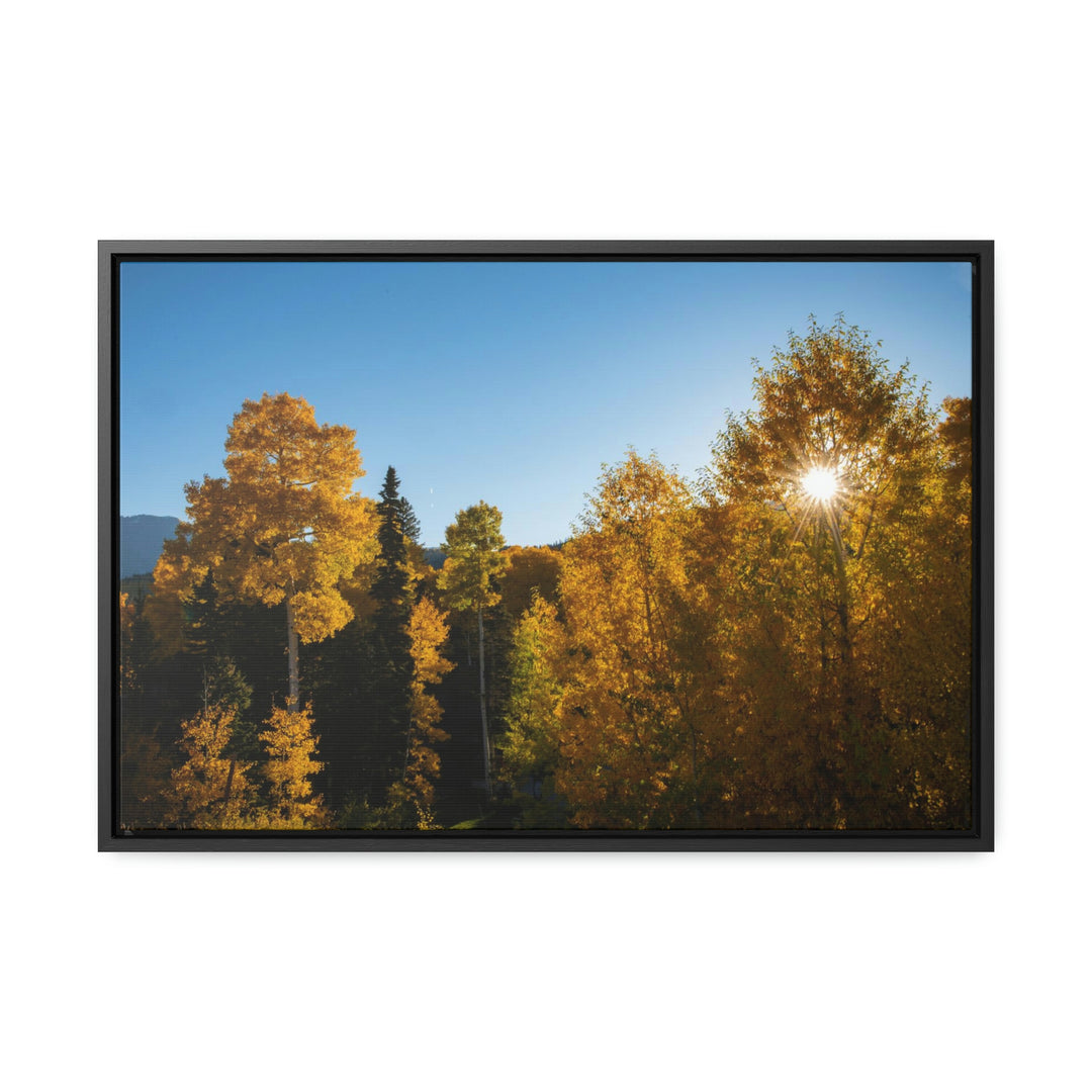 Sun Through the Aspens - Canvas with Frame