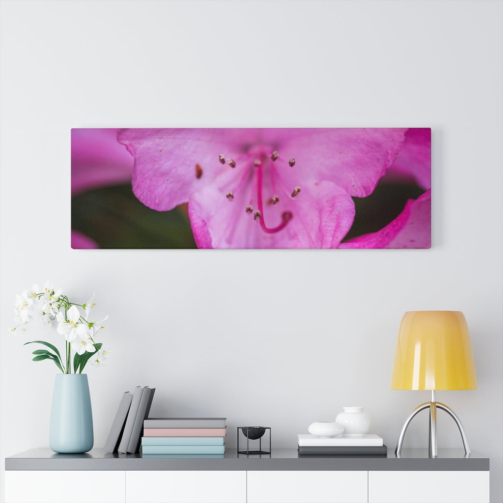 Soft Pinks - Canvas