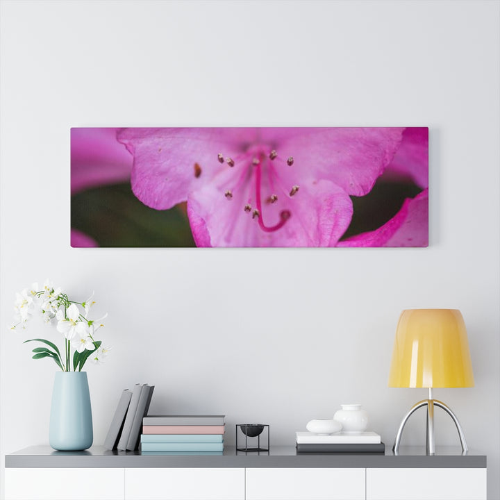 Soft Pinks - Canvas