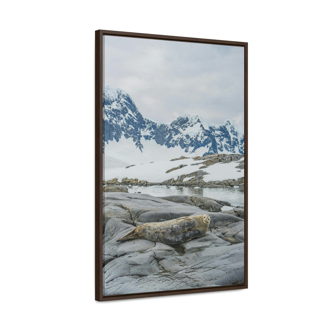 Weddell Relaxing - Canvas with Frame