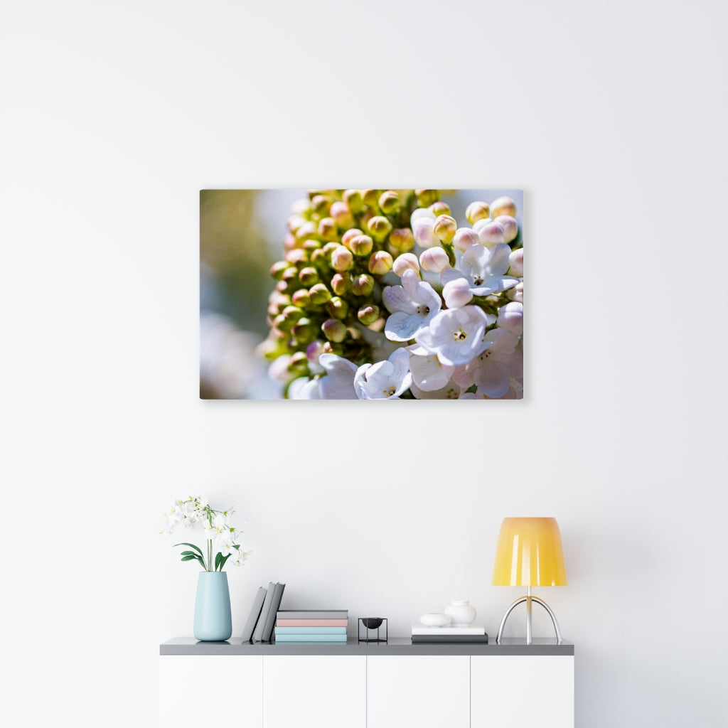 Mid-Bloom - Canvas