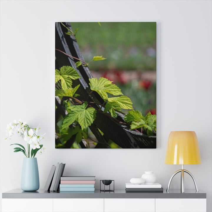 Ivy-Covered Fence - Canvas