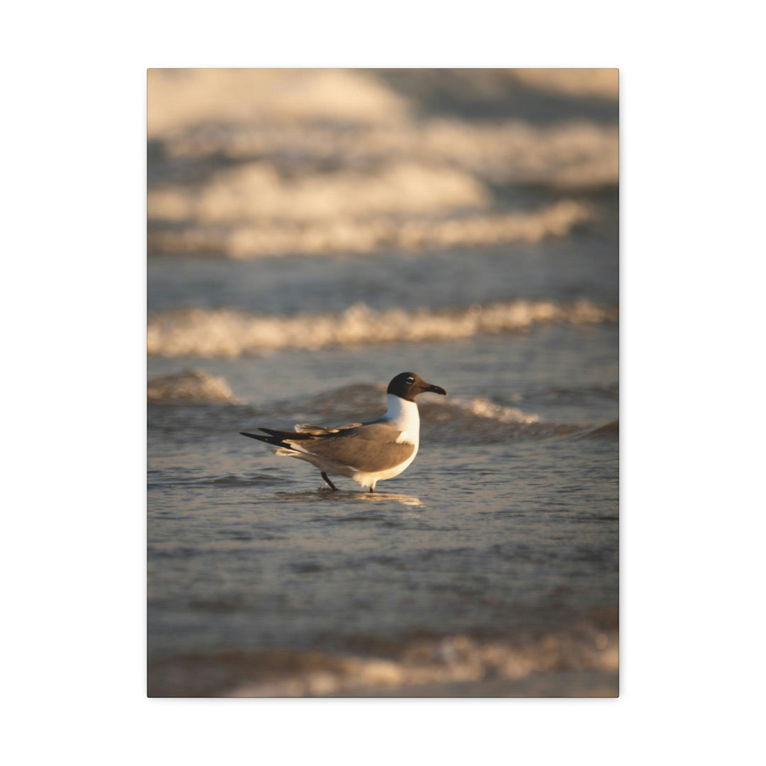 Laughing Gull in the Surf - Canvas