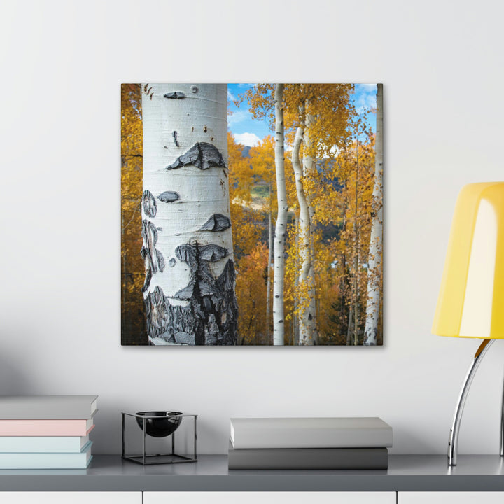 Aspens Changing - Canvas