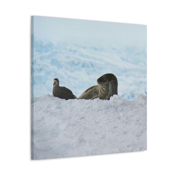 A Resting Pair - Canvas