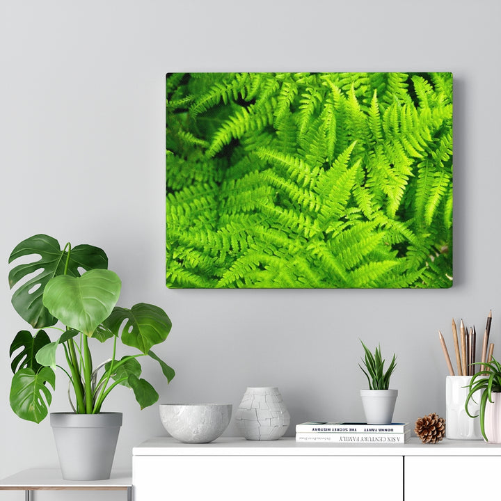 Ferns, Ferns, Ferns - Canvas