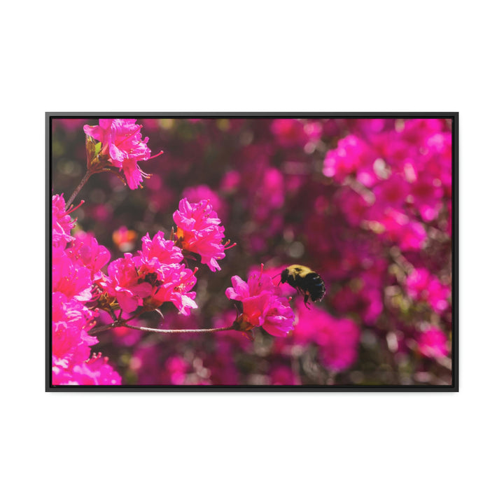 Hovering - Canvas with Frame