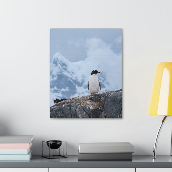 Poised Penguin - Canvas