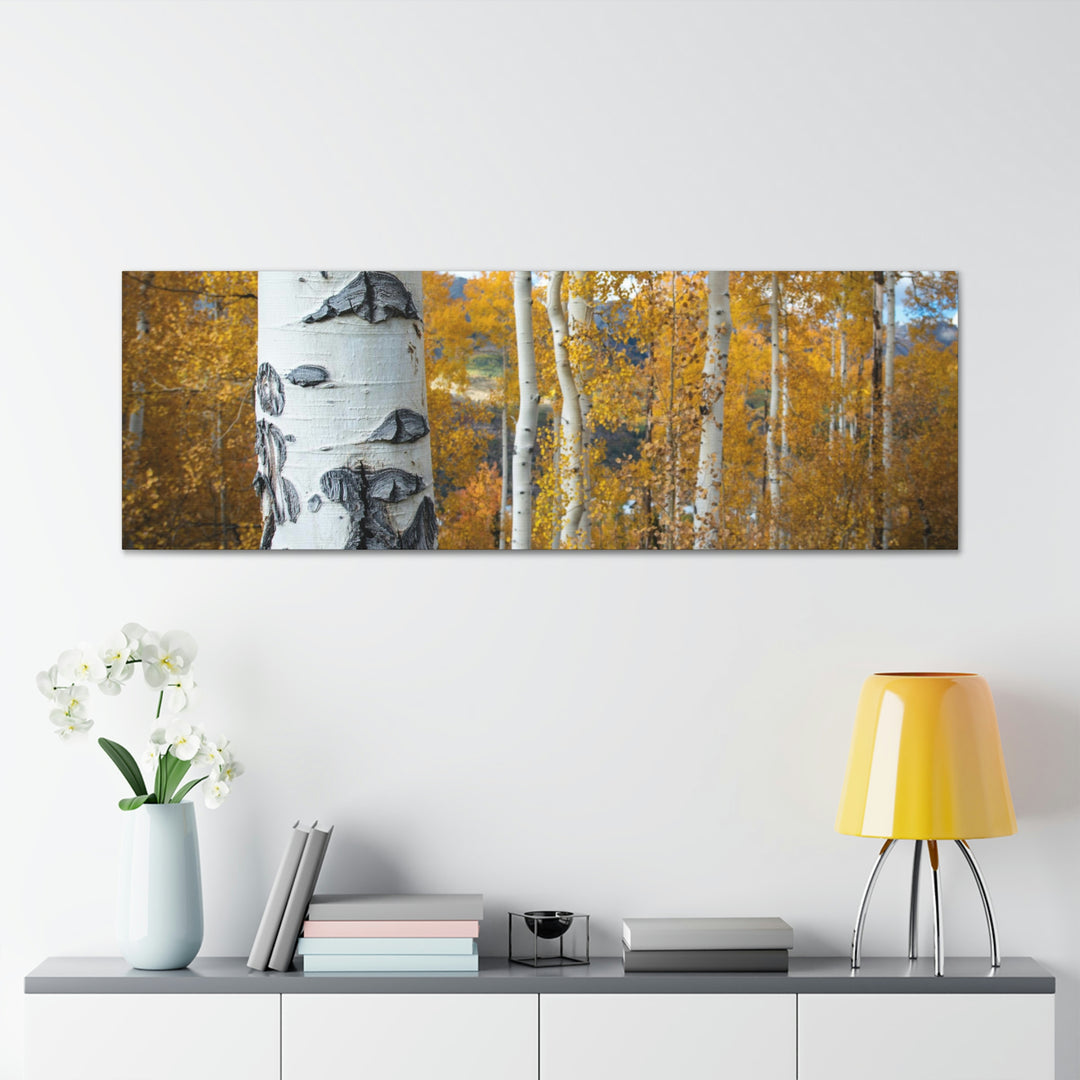 Aspens Changing - Canvas