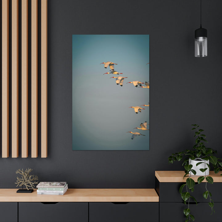 White Ibis in Flight - Canvas