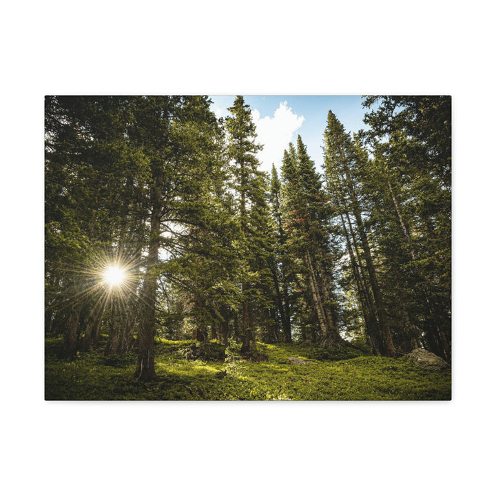 Forest Light - Canvas