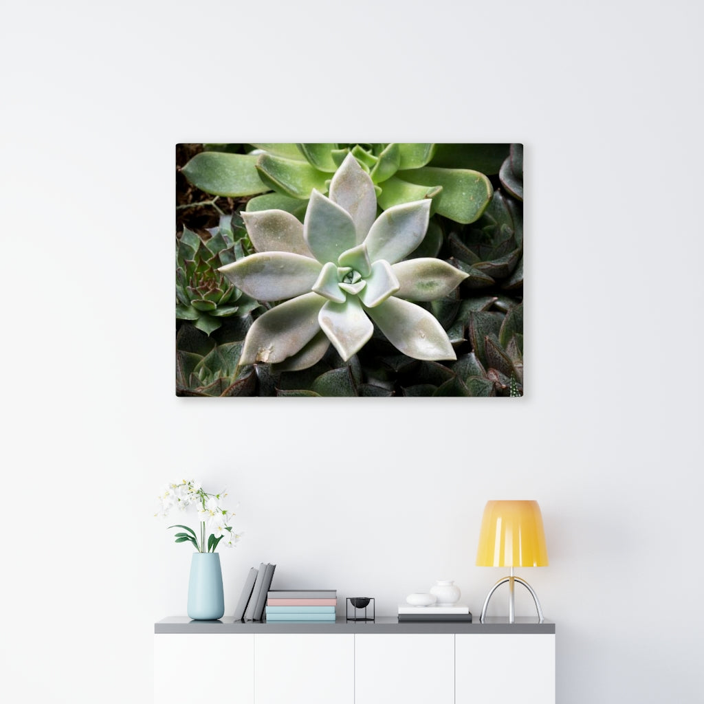 Succulent - Array - Canvas