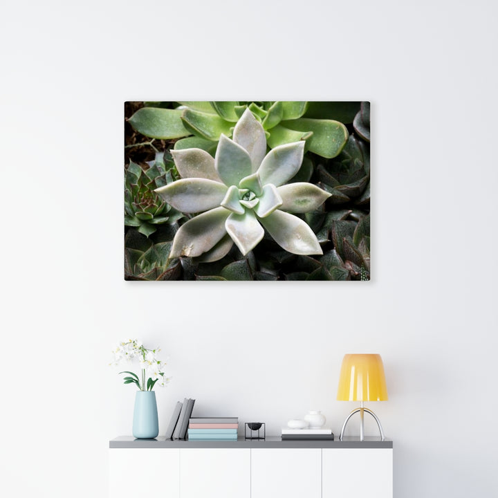 Succulent - Array - Canvas