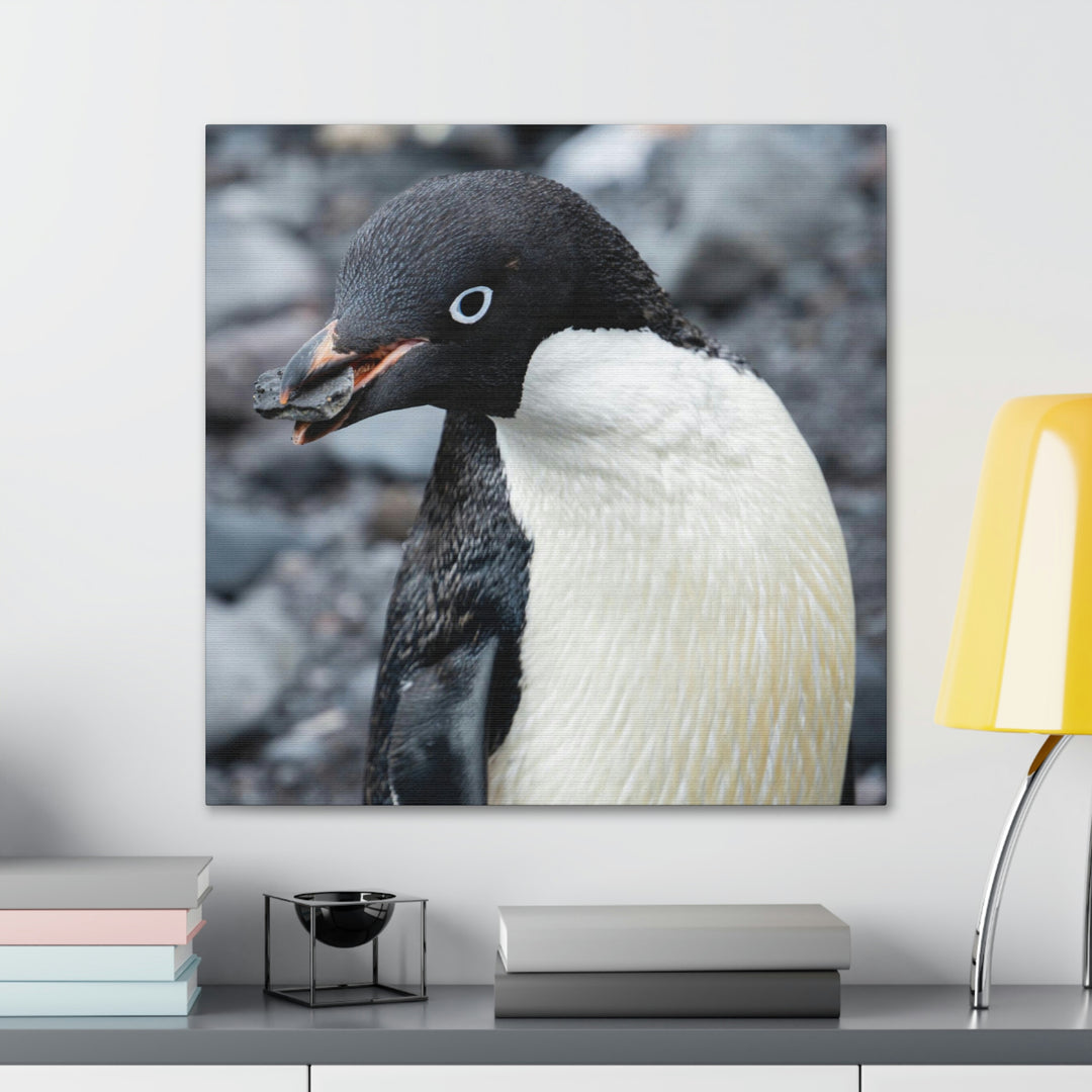 A Penguin's Pebble - Canvas