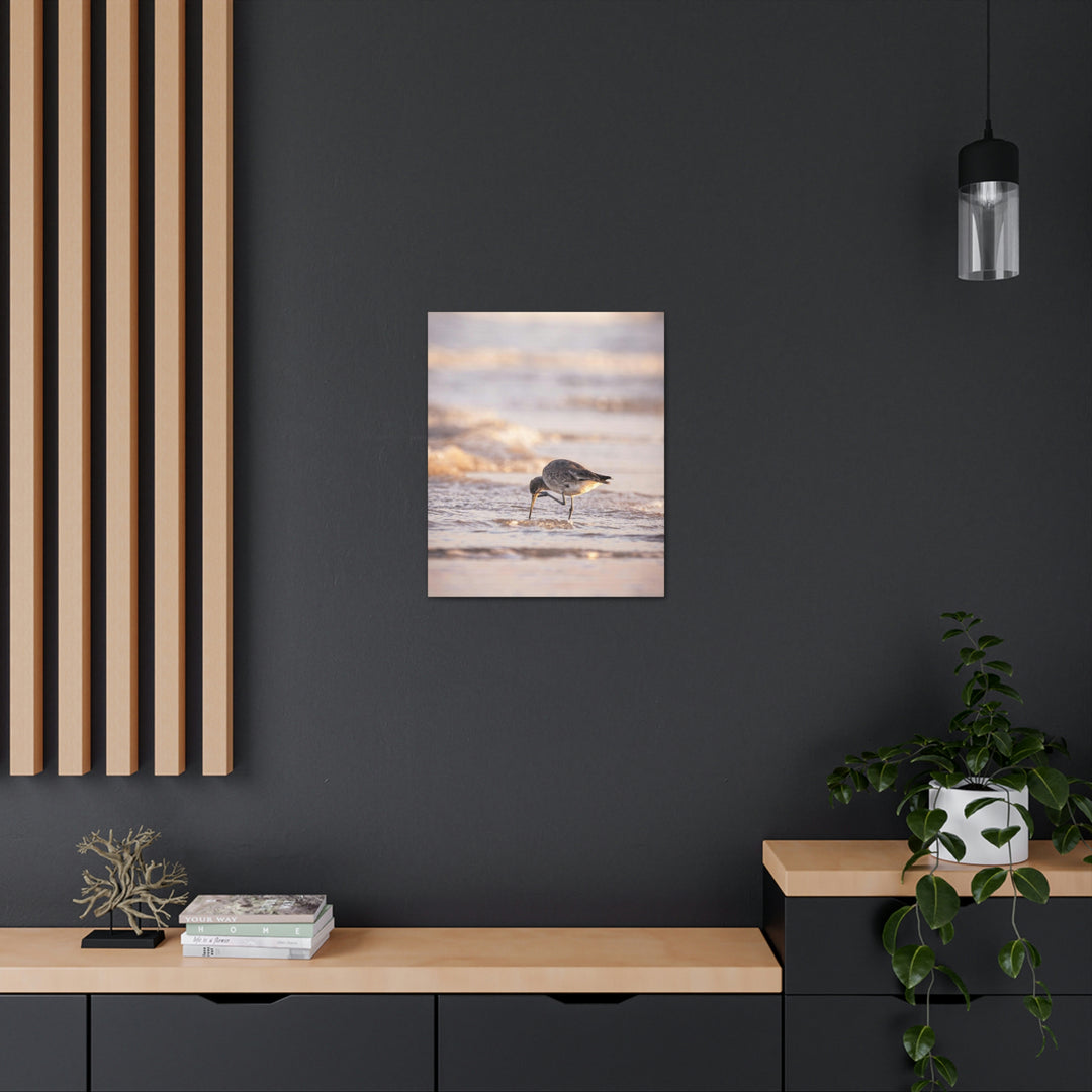 Willet Itch - Canvas