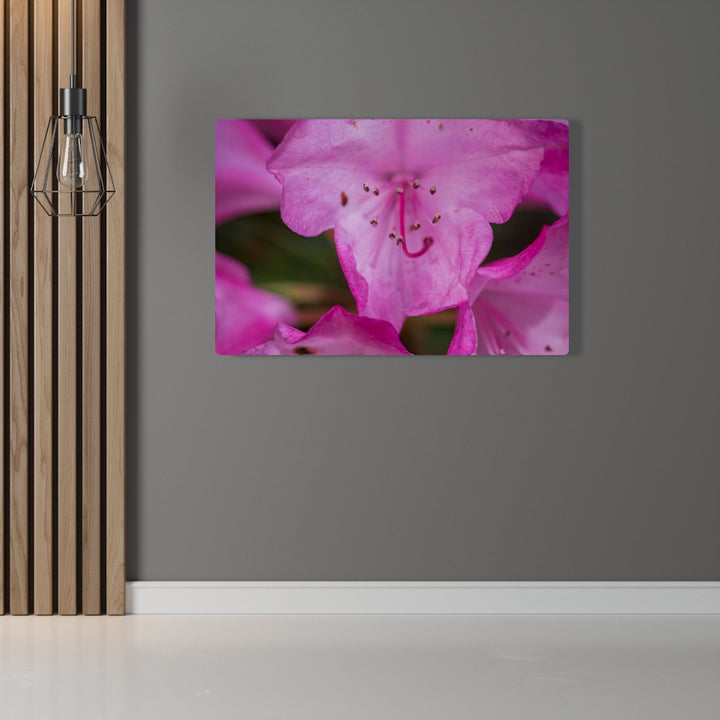 Soft Pinks - Canvas