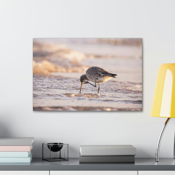 Willet Itch - Canvas