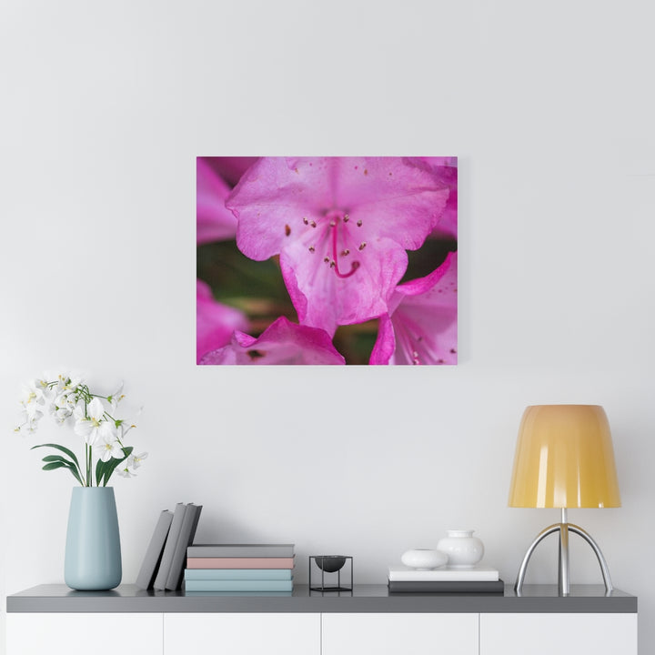 Soft Pinks - Canvas