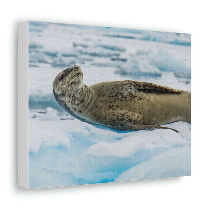 Leopard Seal Relaxing - Canvas