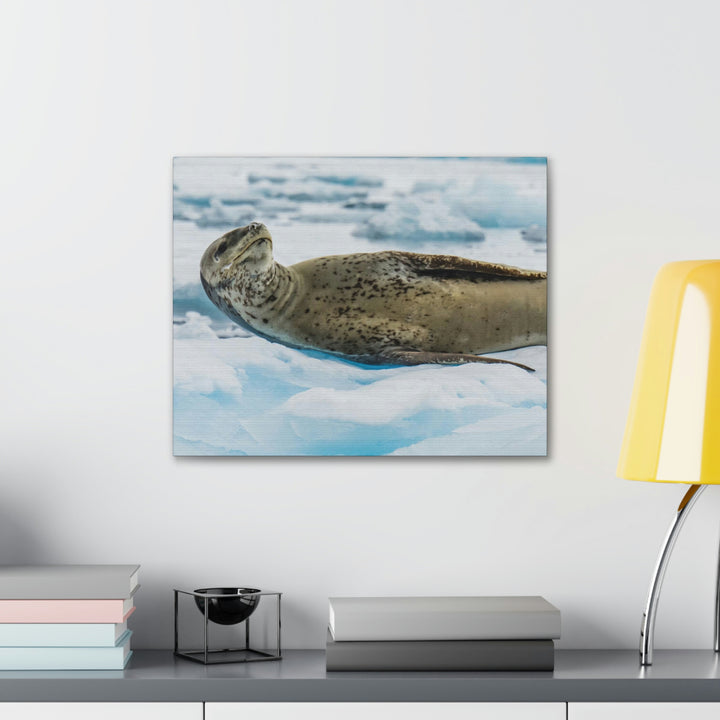 Leopard Seal Relaxing - Canvas