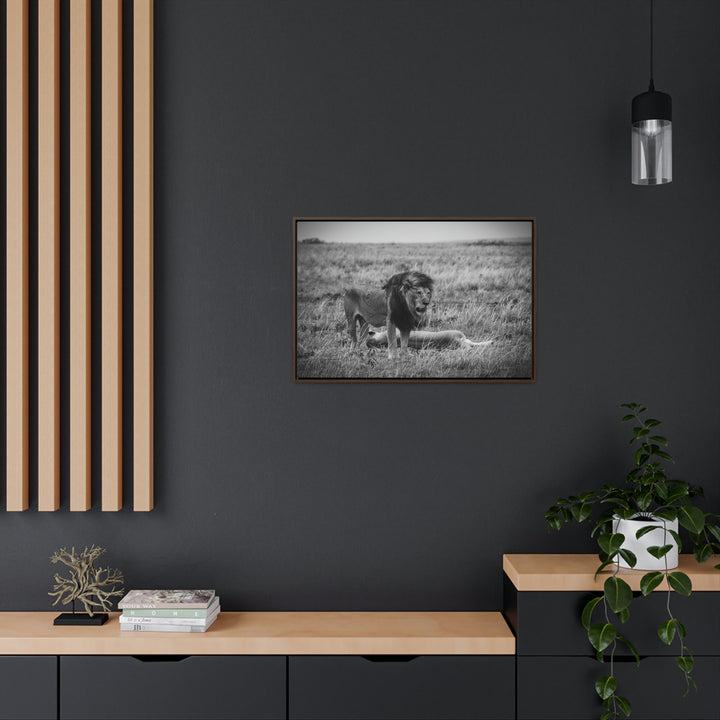 Mating Lions in Black and White - Canvas with Frame