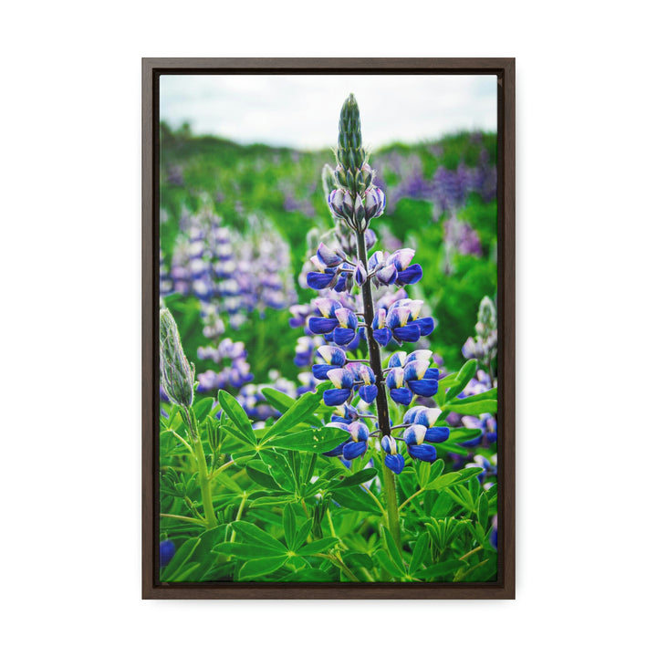 Glowing Lupin - Canvas with Frame