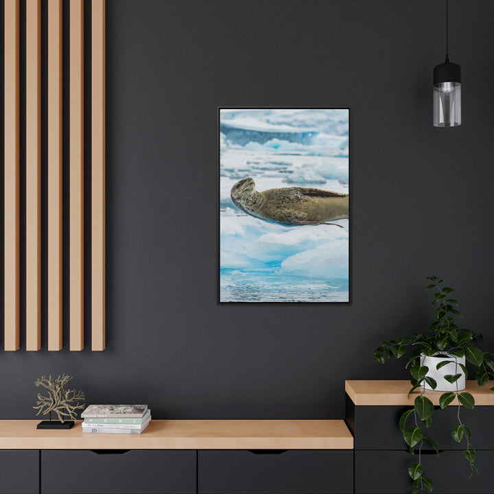 Leopard Seal Relaxing - Canvas with Frame