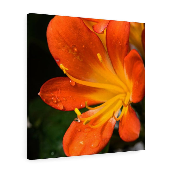 Bright Bush Lily - Canvas