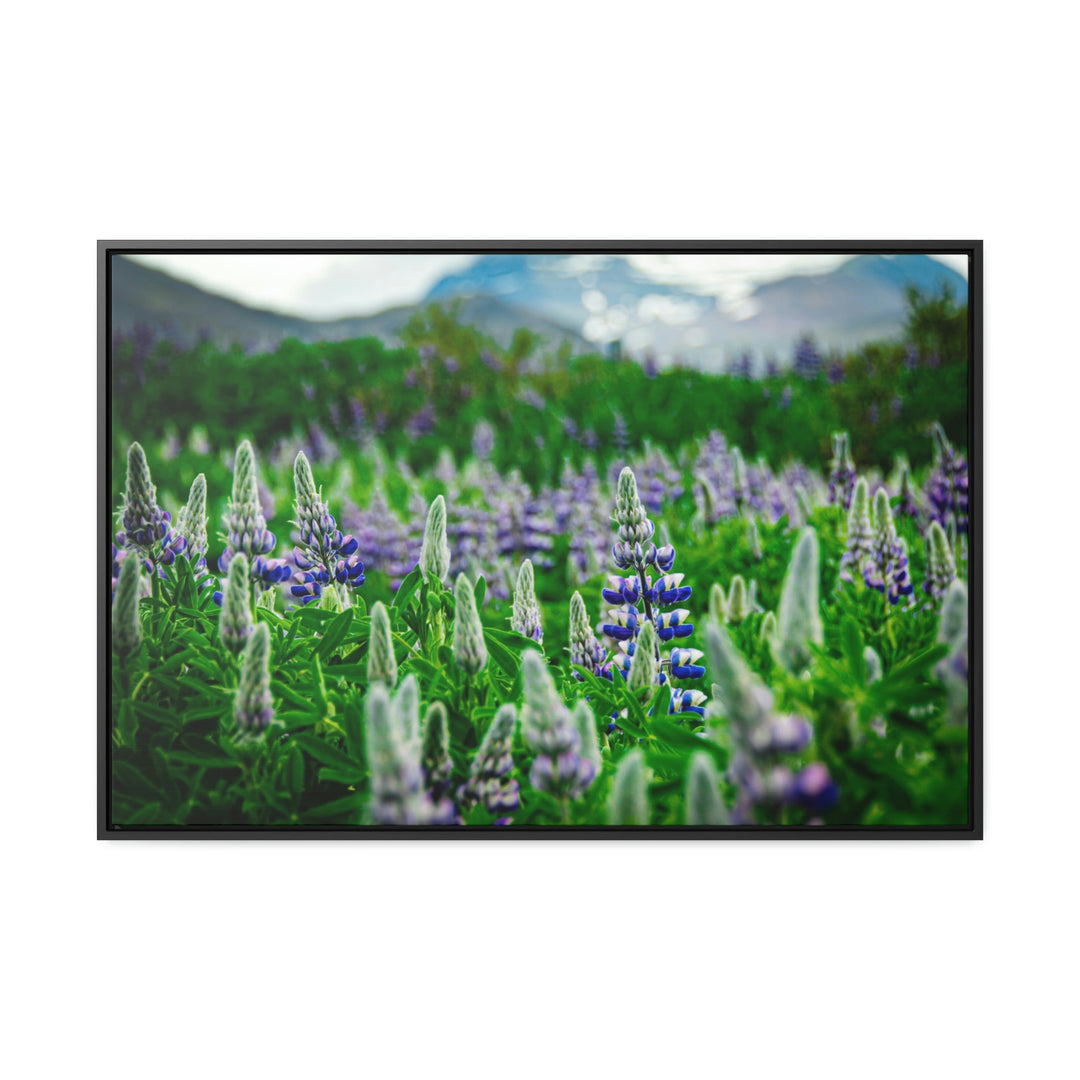 Glowing Lupin with Mountains - Canvas with Frame