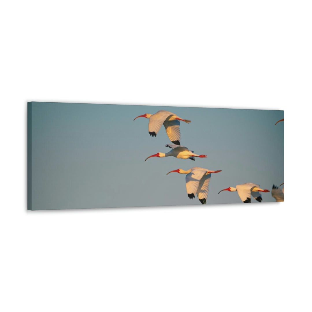 White Ibis in Flight - Canvas