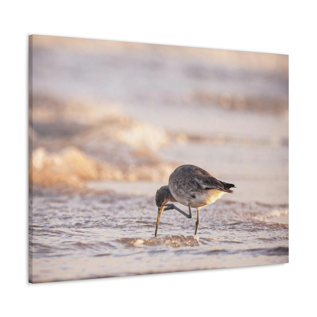 Willet Itch - Canvas