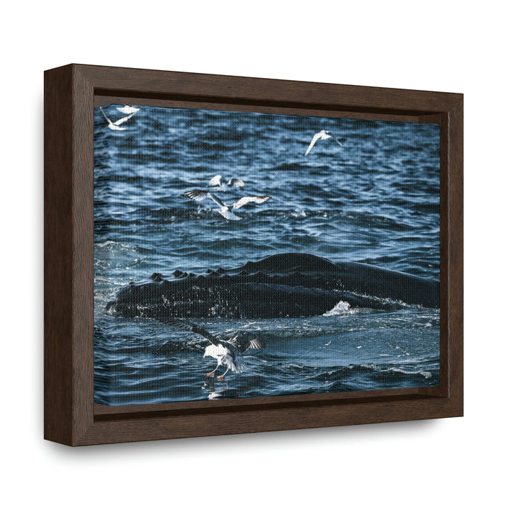 Humpback Hello - Canvas with Frame