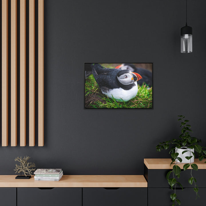 Resting Puffin - Canvas with Frame