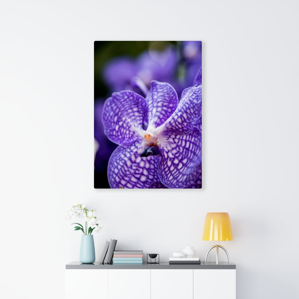 Orchid Detail - Canvas